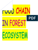 Food Chain in Forest Ecosystem