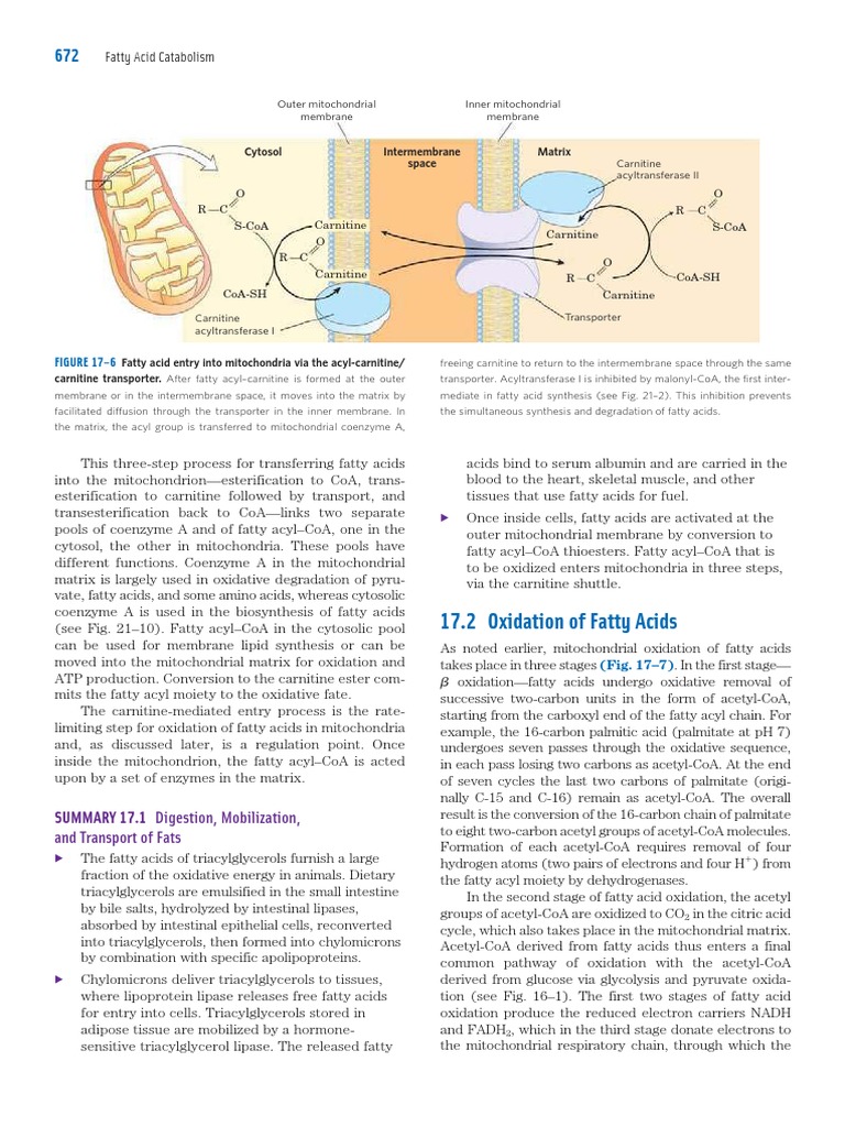 Oxidation of Fatty Acids | PDF | Fatty Acid | Diet & Nutrition