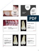 anatomia de dentes molares