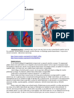 Sistemul Circulator-Inima