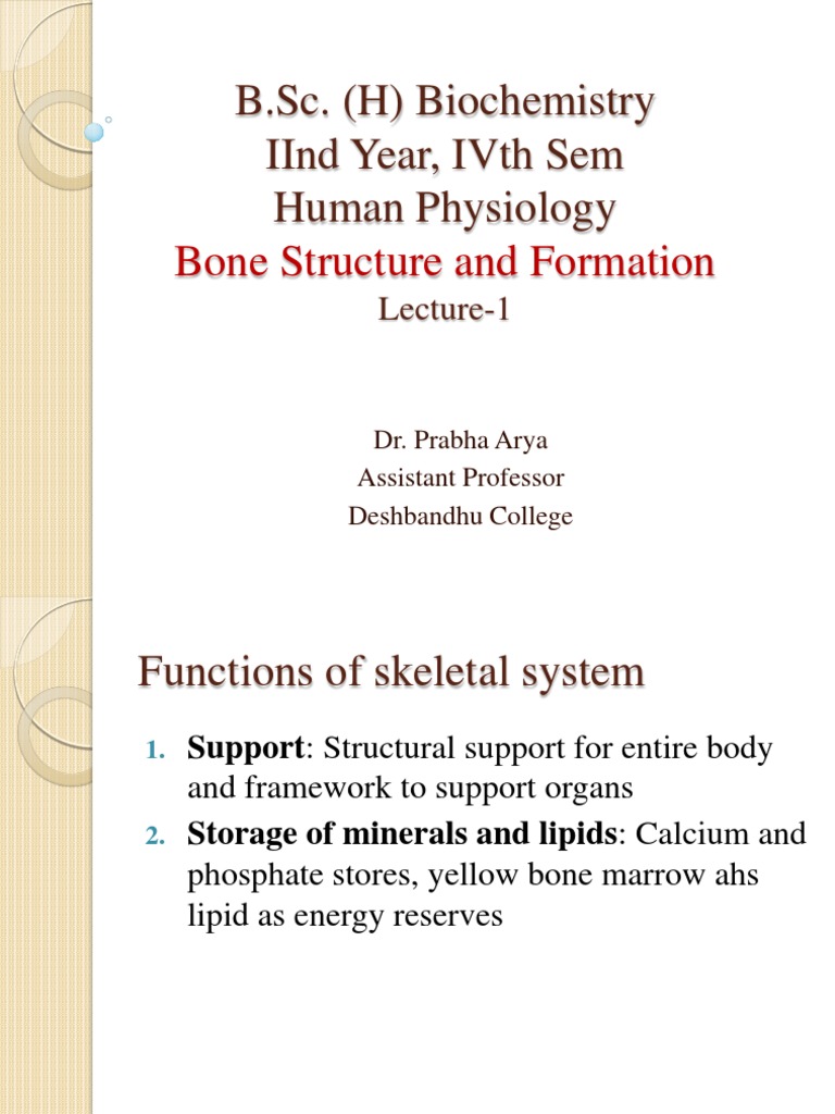 Biochemistry: Bone Structure Basics | PDF | Osteoblast | Bone