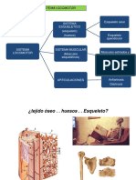 Clase 8 Tejido Oseo y Homeostasis Del Calcio