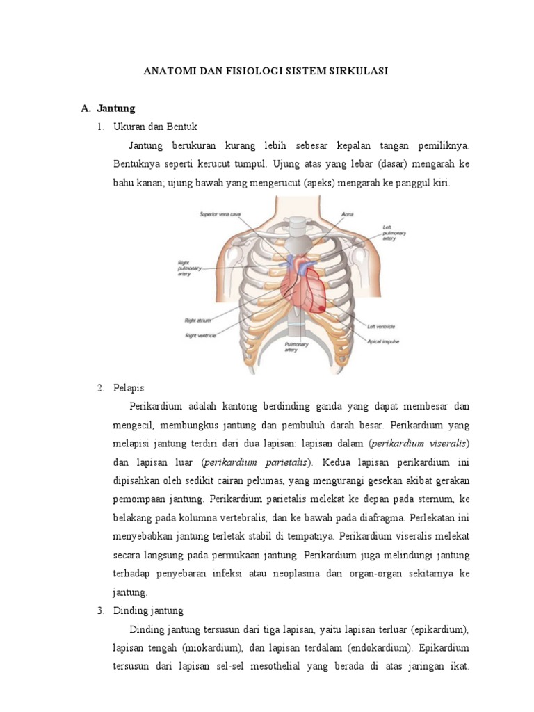 Anatomi Dan Fisiologi Sistem Sirkulasi Anatomi Dan Fisiologi Sistem Sirkulasi