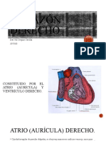 Corazón Derecho. Ceci