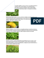 Plantas Comestibles