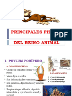 Principales Phylum Del Reino Animal