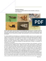 Artigo Cientifico Maio Mes Da Biodiversidade Borboletas Detritivoras PT 1448167447609515eb0aa76