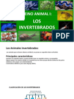 Animales Invertebrados Clasificación