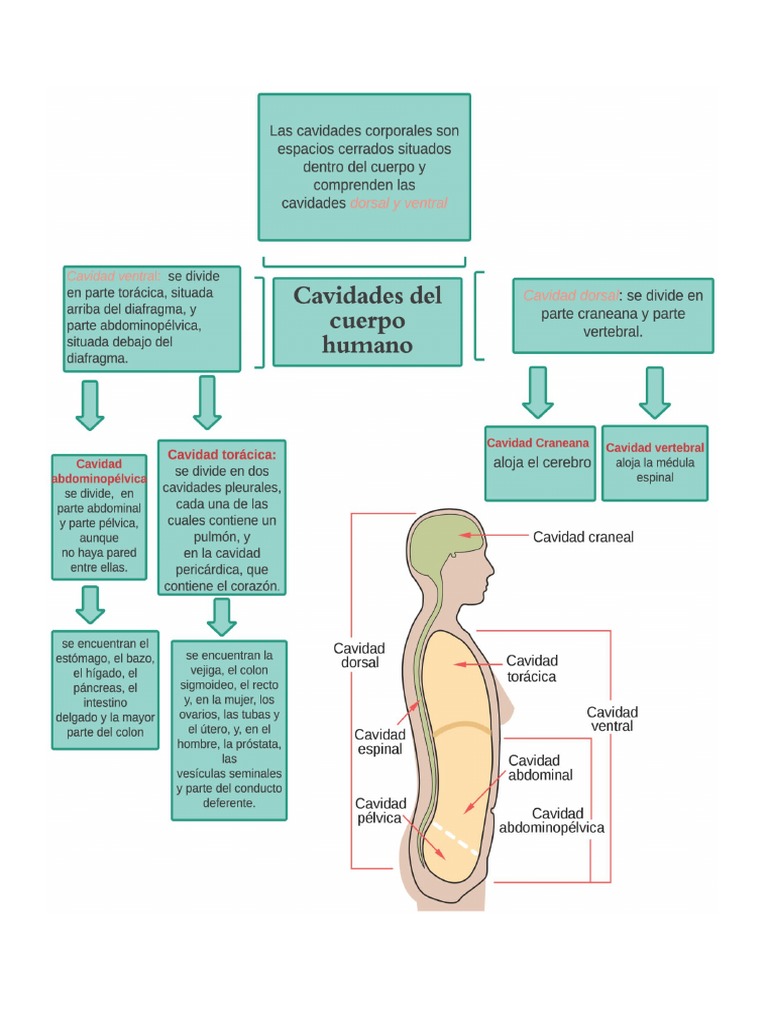 Cavidades Corporales | PDF