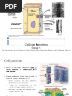 Cellular Junctions