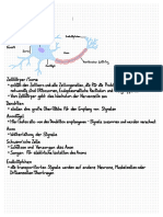 Anvierschersching: Proteinbiosynthese Golgiapparat)