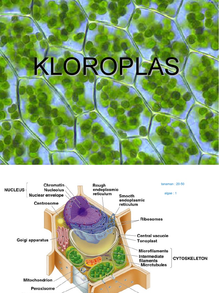 Struktur dan Fungsi Kloroplas | PDF