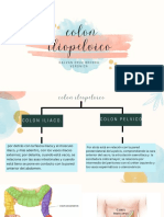 Anatomia Colon