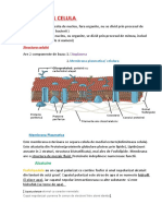 CELULA