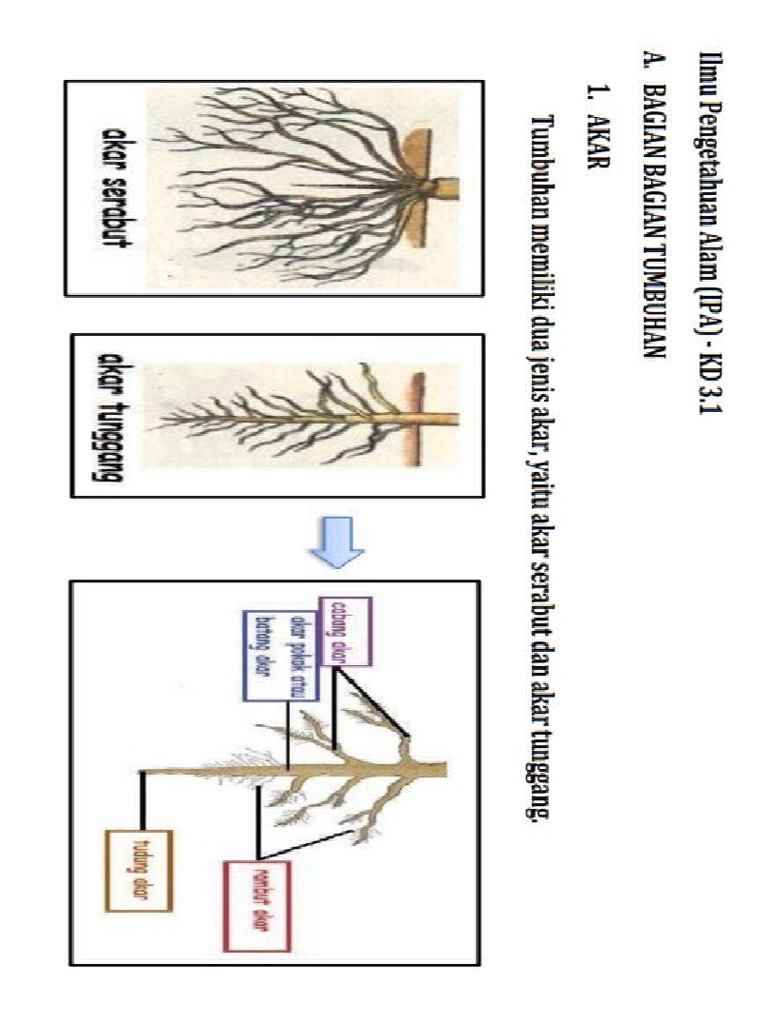 Media IPA Bagian Dalam Tumbuhan | PDF
