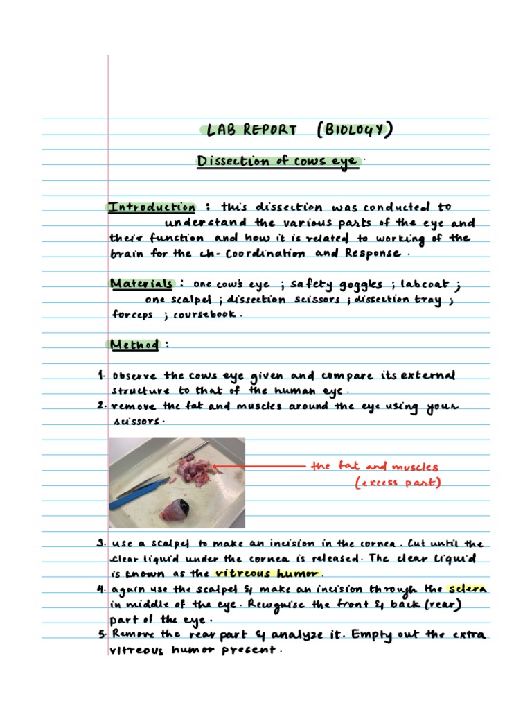 Cow Eye Dissection Lab Report PDF Eye Human Eye