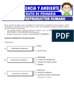 Aparato Reproductor Humano para Sexto de Primaria