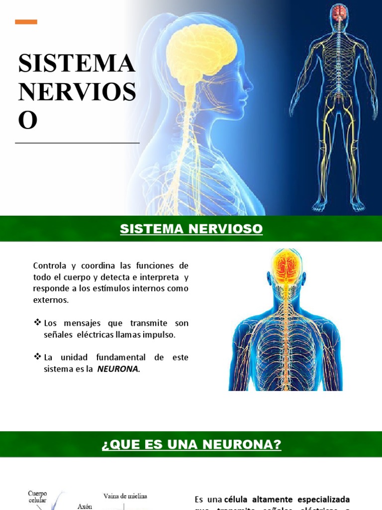 Funciones y Estructura del Sistema Nervioso | PDF | Sistema nervioso ...