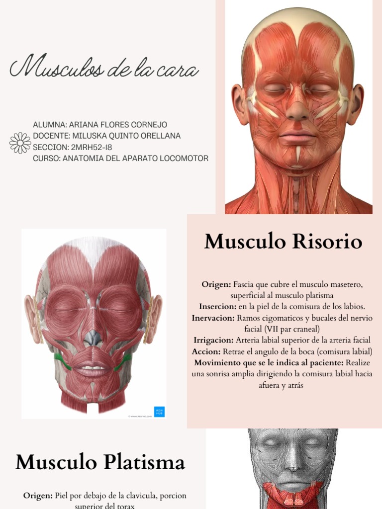 Musculos de la cara pdf cabeza y cuello humanos anatom a humana