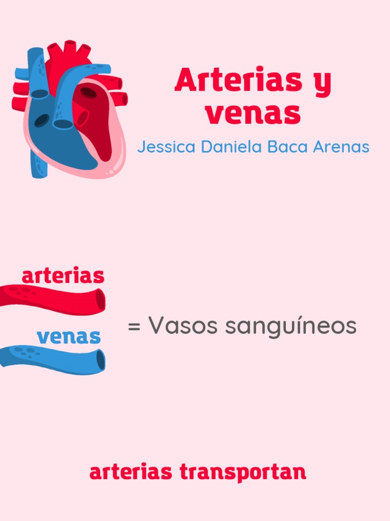 Arterias y Venas JDBA | PDF | Aorta | Vena