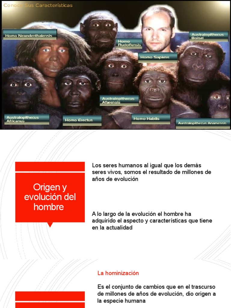 Origen y Evolución Del Hombre | PDF | Homo | Homo Sapiens