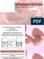 Embriología Dental