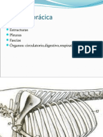 TORAX Equino. Anatomia