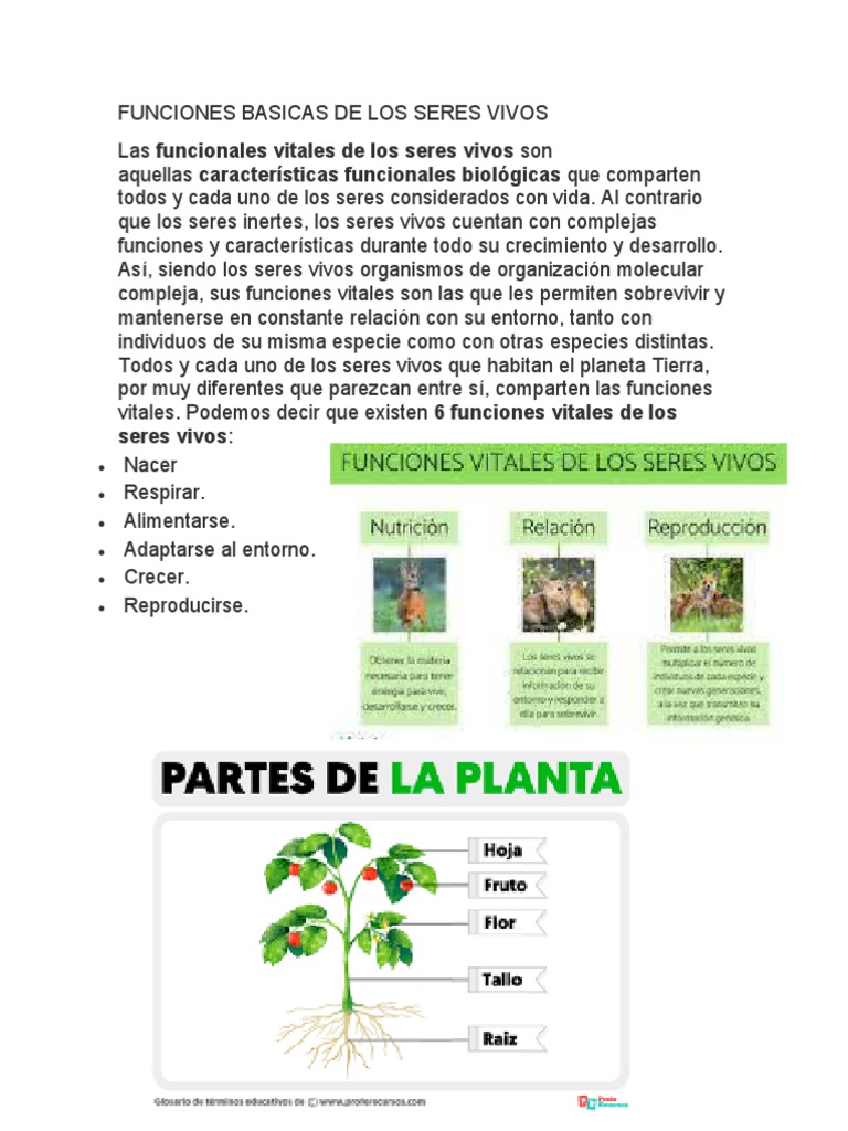 Funciones Basicas de Los Seres Vivos | PDF