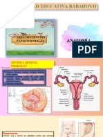 Sistema Genital Femeninopptx