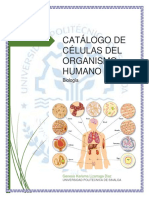 Catálogo de Células Del Organismo Humano