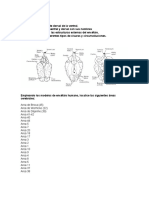 Laboratorio Neuroanatomia 2.0