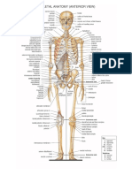 Anatomi Tulang