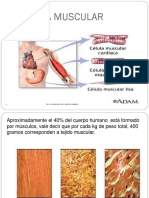 BF DEL SISTEMA MUSCULAR