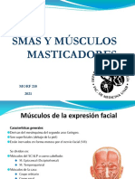 SMAS y Músculos Masticadores