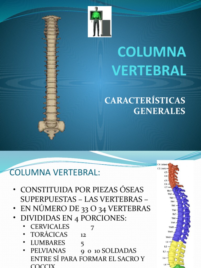 Osteología de la Columna Vertebral | PDF | La columna vertebral | Vértebra