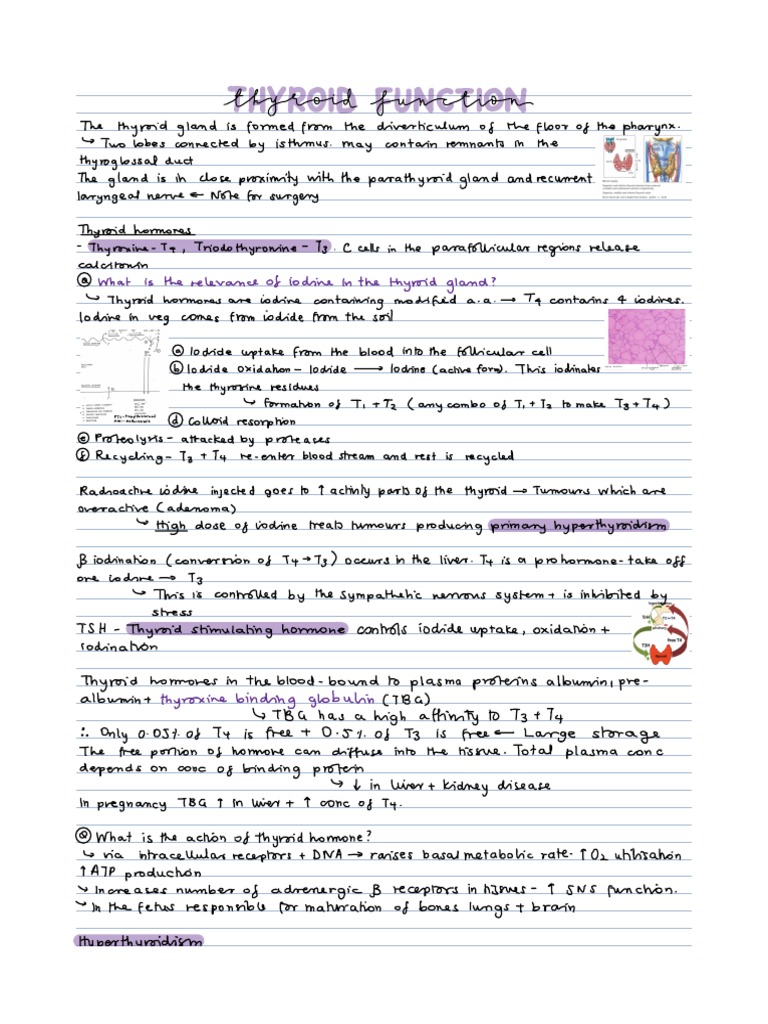 Thyroid Function Pdf Thyroid Thyroid Stimulating Hormone