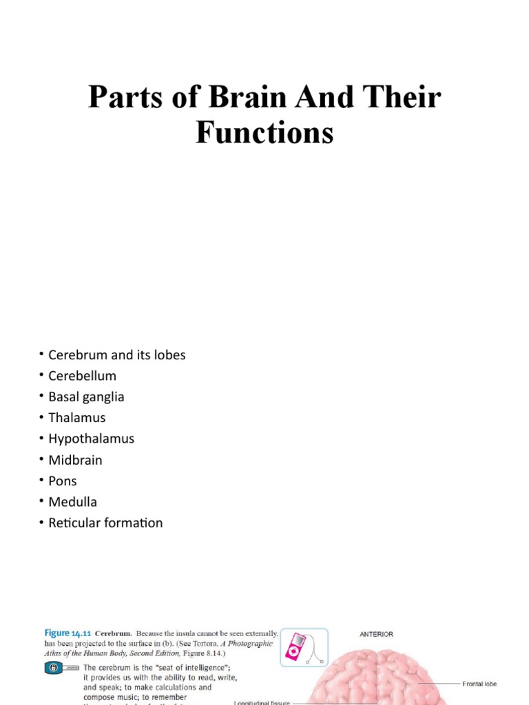 Parts of Brain and Their Functions | PDF | Brainstem | Brain