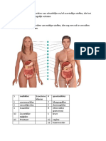 Biologie Exo en Endo