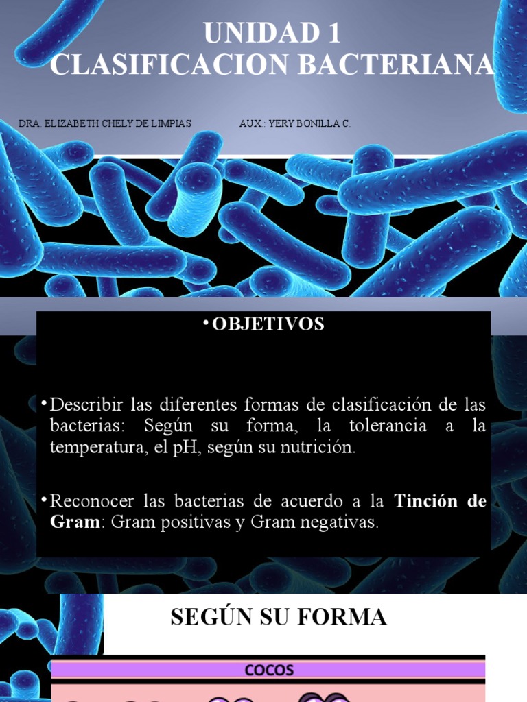 Definicion De Bacteria Su Clasificacion Estudio Beneficios Y Riesgos