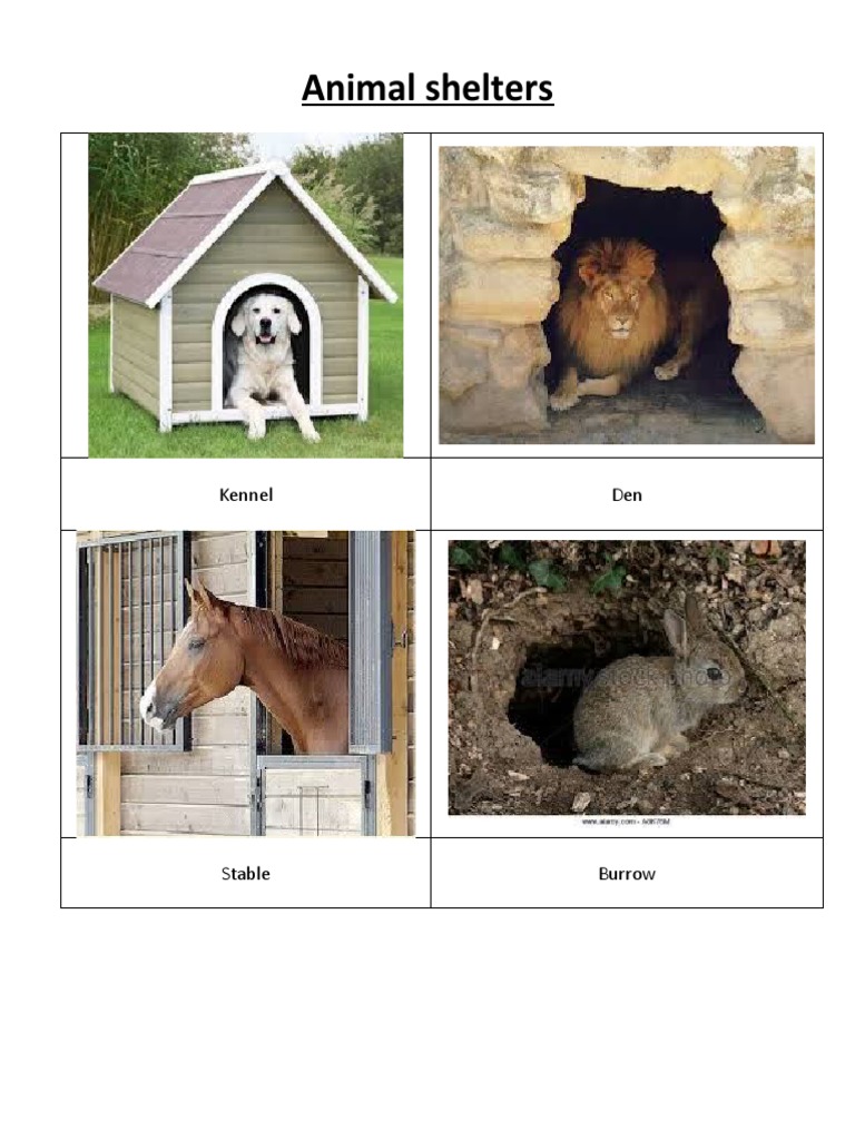 Animal Shelters PDF