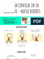 COLUMNA CERVICAL EN SU CONJUNTO - HUESO HIOIDES-2