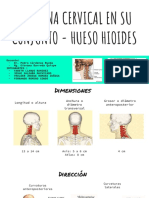 Columna Cervical en Su Conjunto - Hueso Hioides-2