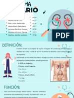 TEMA 6 - Sistema Urinario (Exposición)