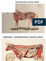 Anatomie Topographique