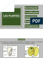 Los Procesos Vitales en Las Plantas