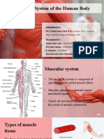 Anatomy Muscular System