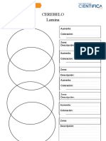 Plantilla - Histología