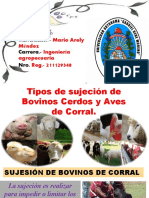 Sucesion de Bovins, Cerdos Yaves de Coral-1