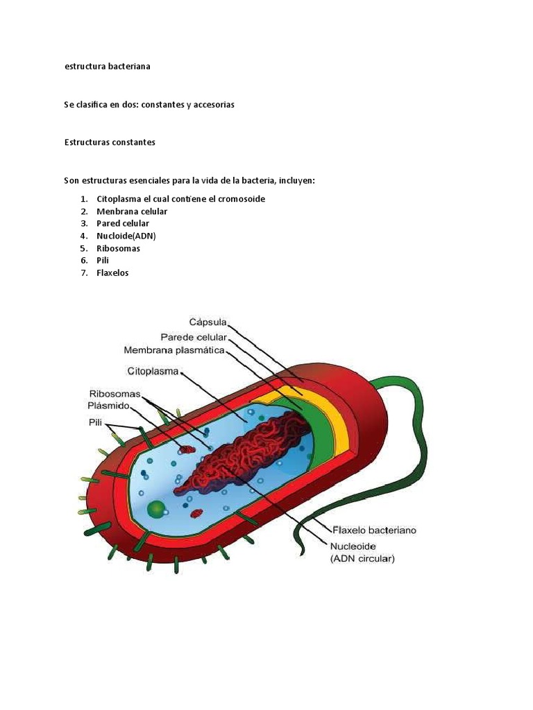Estructura y partes de la célula bacteriana | PDF