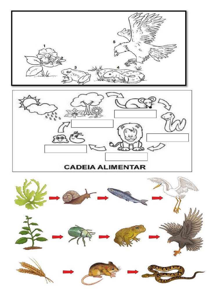 Cadeia Alimentar - Atividades | PDF